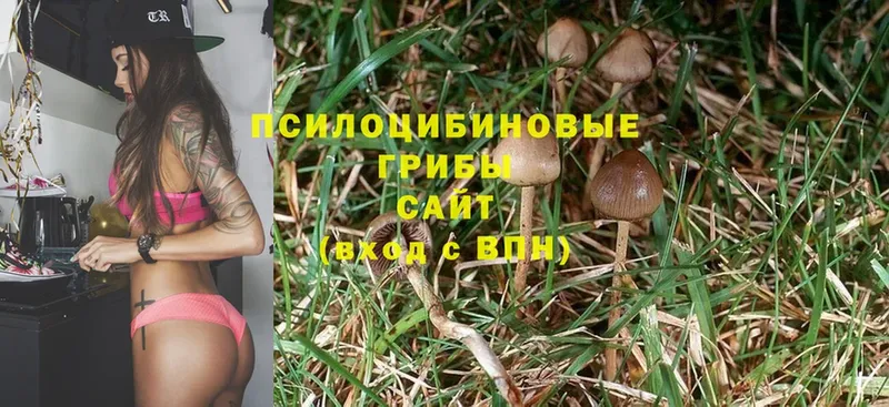 цены наркотик  Аша  Псилоцибиновые грибы Magic Shrooms 